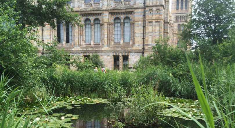 Natural History Museum garden